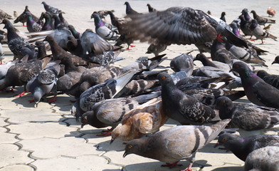Obraz premium feeding flock of pigeons on city square