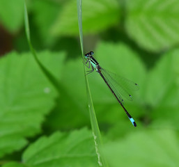Libellula celeste su filo d'erba