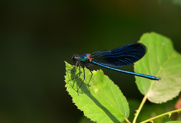 Damigella azzurra su foglia