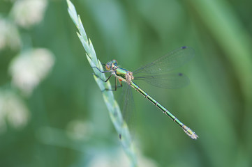 зеленая стрекоза