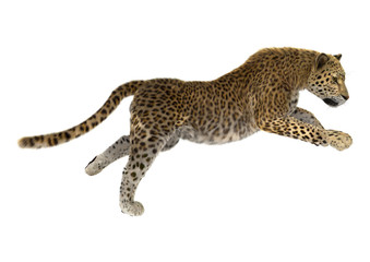 3D Rendering Big Cat Leopard