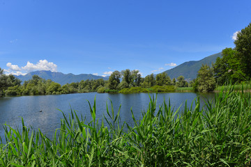 Vista del lago nella palude in estate