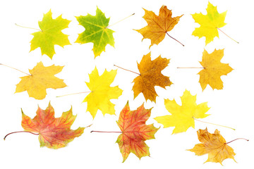 Autumn leaf isolated on a white, collage
