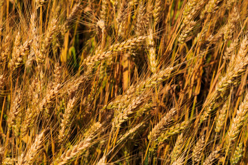 Wheat blowing in a field in Pennsylvania