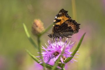 Pfauenauge stizt auf Kornblume