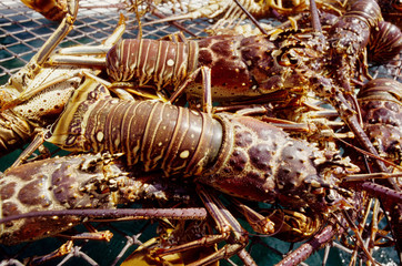 aragoste pesce crostaceo di mare