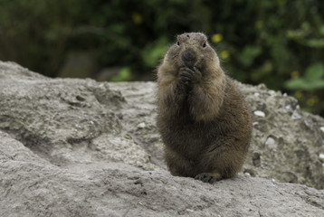 prarie dog looking with fear