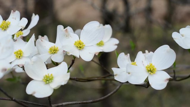Dogwood flowers, the State Flower of North Carolina and Virginia, growing in Raleigh in the spring time