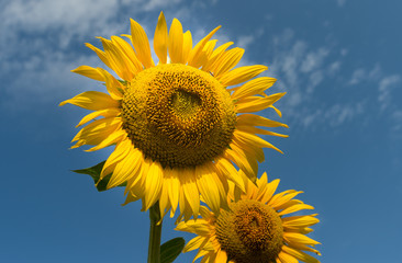 Naklejka premium Sunflower in the field