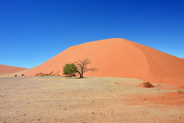 Fototapeta na wymiar Sossusvlei Namibia Africa
