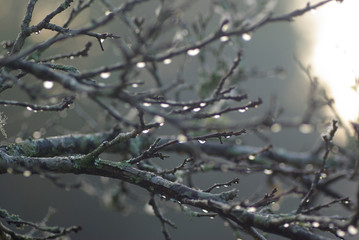 Fototapeta na wymiar Raindrop on tree