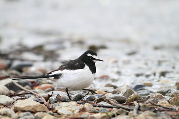 Japanese Wagtail (Motacilla grandis) in japan

