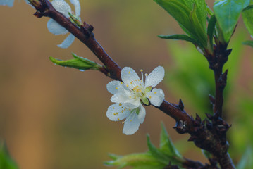 Plum blossom