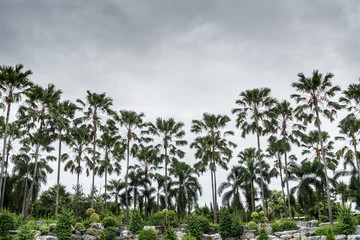 Rock garden and coconut trees in the park