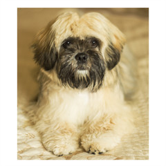 Naklejka na ściany i meble Lady the cutest little Lhasa Apso pup photographed on the bed.