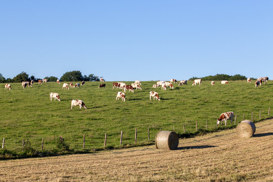 vache et champ de foin dans la campagne du Jura