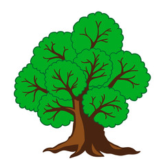 Tree oak . Vector illustration