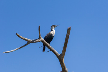 Great Cormorant