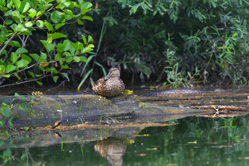 Germano reale maschio riposa sul tronco nella palude