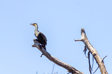 Great Cormorant