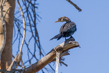 Great Cormorant