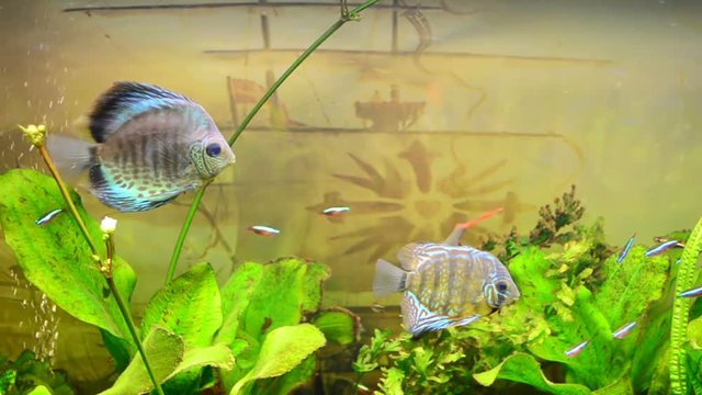 Fishes in an aquarium.