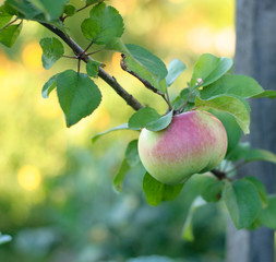 Ripe one apple on tree