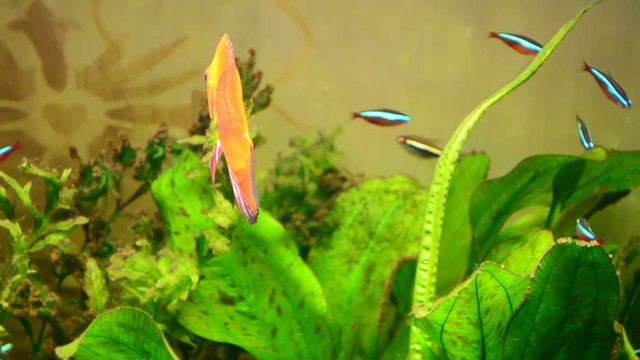 Fishes in an aquarium.