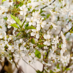 Branch of a blossoming cherry tree