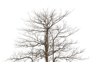 Branch of dead tree on white background
