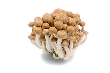 Brown beech mushrooms closeup isolated on white background.