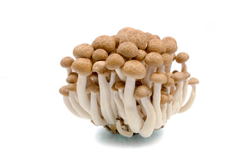 Brown beech mushrooms closeup isolated on white background.
