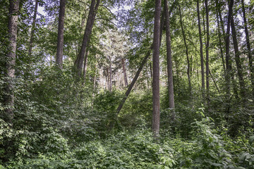Fallen tree in national parks forest