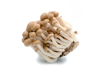 Brown beech mushrooms closeup isolated on white background.