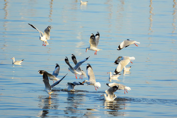 Seagulls are snatching food on the surface of the sea at Bangpu recreation center, Samutprakan, Thailand.
