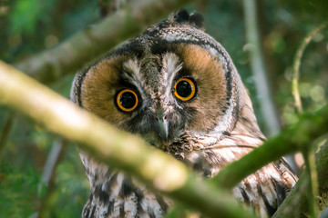 Eine Waldohreule (Asio otus) schaut interessiert vom Baum im Wald