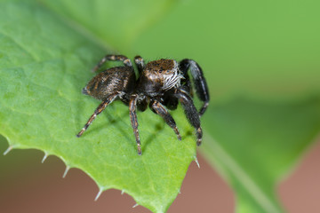 Springspinne (Evarcha arcuata) Männchen auf einem Blatt