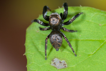 Springspinne (Evarcha arcuata) Männchen auf einem Blatt