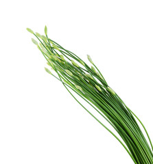 Fresh Chinese chives isolated on white background