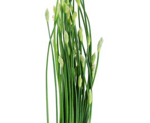 Fresh Chinese chives isolated on white background, close up