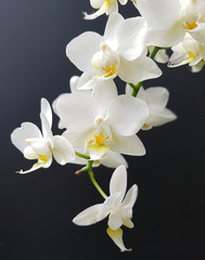 Naklejka na ściany i meble Weisse, Orchidee; Blume