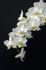 Fototapeta na wymiar Weisse, Orchidee; Blume