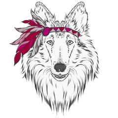 Dog in the Indian dressing with feathers . The leader of the tribe. Vector illustration for greeting cards , posters or prints on clothes and accessories . Collie.