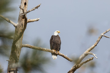 Bald Eagle