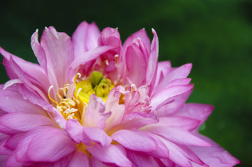 Beautiful blossoming lotus in summer
