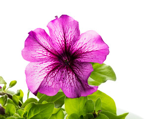 Blooming Flower Petunia with green leaves