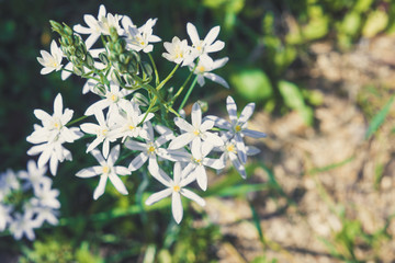 White clematis flowers in the garden