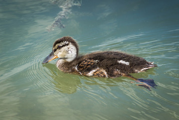 Portrait of a young Duckling.