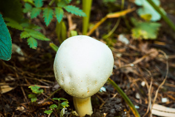 Mushroom in the forest. Shallow depth of field.