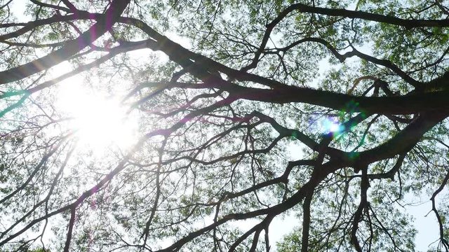 Big Mimosa tree with sunlight slider scene 